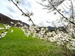 Obstbaumblüte und Blick zum Hohenurach