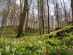 Frühlingswald mit Hohlem Lerchensporn